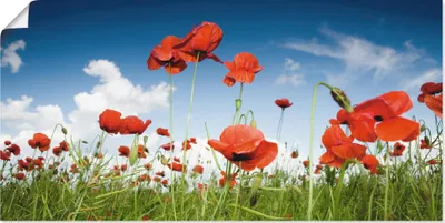 Produktbild von Mykola Velychko: Feld mit Mohnblumen unter Himmel, Produkt:Poster, Größe (HxB):50x100 cm / Poster
