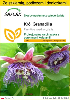 Zdjęcie produktu dla SAFLAX - Zestaw do uprawy - Król Granadilla - 12 Nasiona - Z mini szklarnią, podłożem uprawowym i 2 doniczkami - Passiflora quadrangularis
