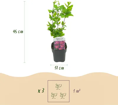 Image de Green boutiQ - Arbustes - Hibiscus syriacus Tricolour - Fleurs roses, blanches et bleues - 3 plants - À feuilles caduques - Peu d'entretien - Pot de 17 cm, hauteur 45 cm
