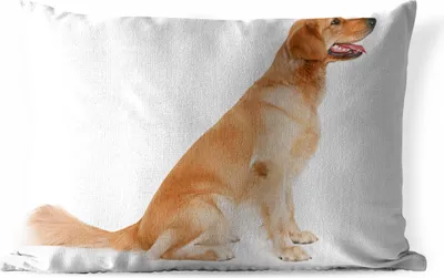 Produktbild von MuchoWow® Outdoor Kissen - Seitenansicht eines sitzenden Golden Retrievers - 50x30 cm - Wetterfest - Lounge Kissen - Sofa kissen - Wohnzimmer Dekoration