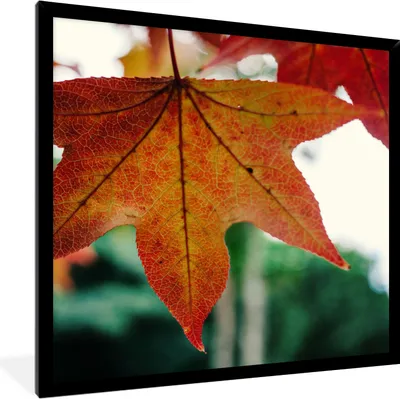 Produktbild von MuchoWow® Gerahmtes Poster Herbst - Landleben - Blätter - Jahreszeiten - Landleben 40x40 cm - Poster mit Schwarzem Bilderrahmen Wandposter Rahmen Foto Bilder - Mit Rahmen - Wanddekoration Schlafzimmer