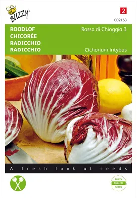 Produktbild von Radicchio Rossa di Chioggia 3 | Radicchiosamen von Buzzy Seeds