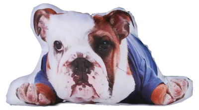 Produktbild von Dekokissen Hund Fotodruck ca. 40x25 cm Zierkissen Sofakissen Kissen gefüllt
