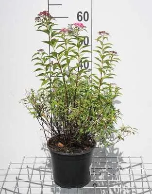 Produktbild von Spiraea jap. 'Genpei' ('shirobana') - Brautspiere 25- 30 cm - Container