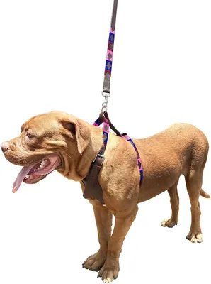 Produktbild von Hundegeschirr und Leine Set, echtes Leder, Größe M, kein Ziehen, für den Alltag