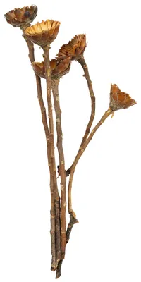 Produktbild von Protea Compacta Rosette - 5 Stück - hell