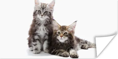 Produktbild von MuchoWow® Poster Zwei bezaubernde Maine Coon Kätzchen 40x20 cm - Poster für die Wand - Poster Schlafzimmer
