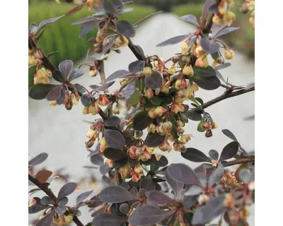 Obrázek produktu pro Dřišťál Thunbergův FloraSelf Berberis thunbergii 'Rose Glow' výška 30-40 cm květináč 4 l