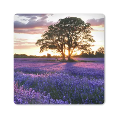 Produktbild von MuchoWow® Mauspad Mousepad Lavendelfelder in England bei Sonnenuntergang 20x20 cm - Mousepads - Maus Mat - Pad - Mausunterlage - Desk Mat - Bureauartikeln