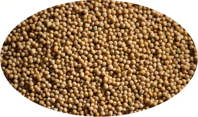 Produktbild von Senfkörner, gelb - 1kg / Senfsaat gelb