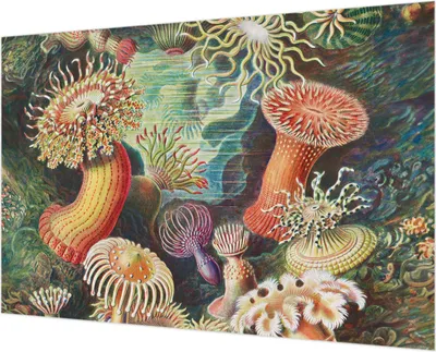 Produktbild von Wandtapete - Dekorative Tapete für Wohnzimmer - Tapetenfolie für Wanddekoration - 152x104 cm - Zieranemonen
