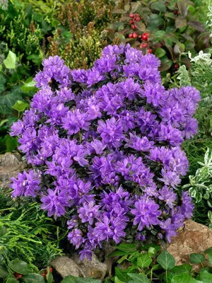Produktbild von Rhododendron russatum 'Purple Pillow', lila, 30–40 cm