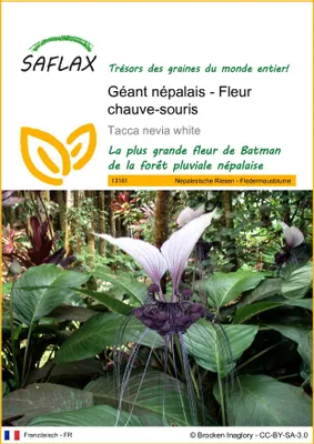 Image de SAFLAX  - Géant népalais - Fleur chauve-souris - 10 graines - Tacca