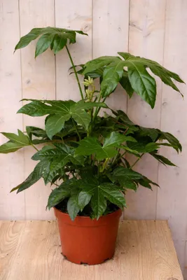 Productafbeelding van Fatsia Vingerplant 60 cm kamerplant Warentuin Natuurlijk