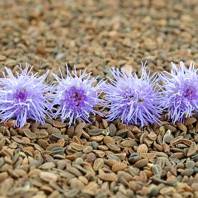 Produktbild von Phacelia 20kg Gründünger Humusbildung Bodenverbesserung Bienenweide 20KG blaue Phacelia, bienenfreundlich, verholzend