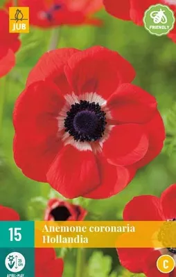Obrázok produktu pre [ZRUŠENÁ PONUKA 2024] Anémony coronaria 'Hollandia' (15 kusov) | Žiarovky anémony od spoločnosti Jub Holland