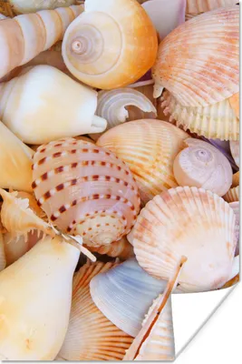 Produktbild von MuchoWow® Poster Muscheln - Strand - Sommer - Orange 40x60 cm - Plakate für die Wand - Poster Babyzimmer