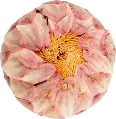 Produktbild von Protea sulphurea ca. 4 - 6cm