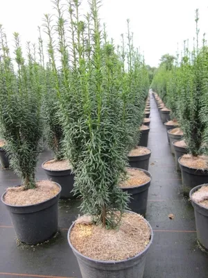 Produktbild von Taxus baccata Litfaß - Säuleneibe Litfaß - 30-40