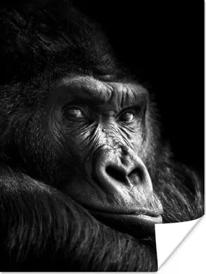 Produktbild von MuchoWow® Poster Gorilla - Affe - Schwarz - Weiß - Porträt 90x120 cm - Wohnzimmer