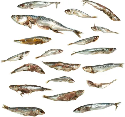Produktbild von Köderfische Futterfisch / Stücke - Vakuumverpackt | 8-27CM | 4-15ST