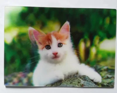 Produktbild von 3 D Ansichtskarte Katze, Postkarte Wackelkarte Hologrammkarte Tiere Kätzchen