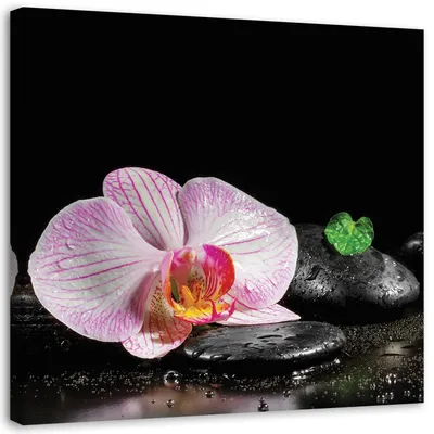 Produktbild von Leinwandbild blühende zen-orchidee 30x30 cm Feeby rosa wandbild bereit zum aufhängen