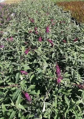 Image de Buddleja dav. 'Mss Ruby'® - Arbuste à papillons 50- 60 cm conteneur