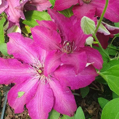 Obrázek produktu pro Clematis Stasik 2L