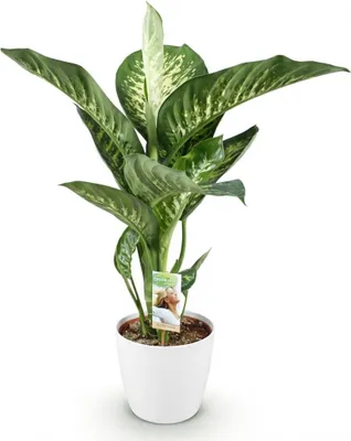 Produktbild von Dieffenbachia Tropic Snow Ø21cm 90-100cm Zimmerpflanze mit Topf Pflegeleicht