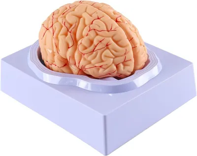 Produktbild von Nepbrein, 8-teilig – Anatomisches Modell – PVC – Für den Unterricht – Mit digitalen Identifikationsdaten – Robuste Basis – Einfach zu handhaben – Modell des Gehirns
