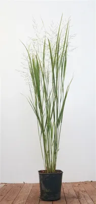 Produktbild von Panicum virgatum 'Northwind', Rutenhirse, aufrecht, 3-5 Liter Container