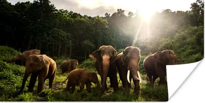 Produktbild von MuchoWow® Poster Wald - Elefanten - Licht 160x80 cm - Foto Poster