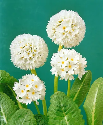 Produktbild von Kugelprimel, im Topf - Primula denticulata, weiß