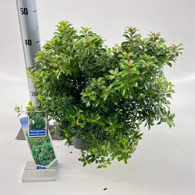 Image de Pieris jap. « Little Heath Green » - Pieris du Japon | 30-40 cm en pot
