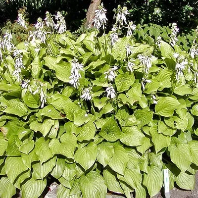 Immagine prodotto di 6 x Gigli profumati Funkie  - Hosta 'Royal Standard'  | Vaso 9 cm x 9 cm