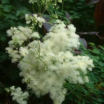 Produktbild von 6 x Wiesenraute - Thalictrum aquilegifolium 'Album' | Topf 9cm x 9cm