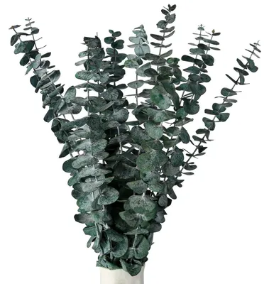 Produktbild von Getrockneter Eukalyptus 15 Stück, Natürliche Trockenblumen, 36 cm Länge