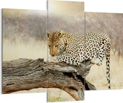 Produktbild von Bild auf Leinwand - Leinwandbild - Afrika Leopard Katze Safari - 130x100cm - Wand Bild - Wanddeko - Leinwanddruck - Bilder - Kunstdruck - Wanddekoration - Leinwand bilder - Wandkunst - CB130x100-2599