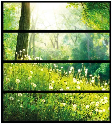Produktbild von Wallario Möbelfolie / Aufkleber, geeignet für Ikea Malm Kommode mit 4 Schubfächern - Pusteblumen im Wald mit einfallenden Sonnenstrahlen