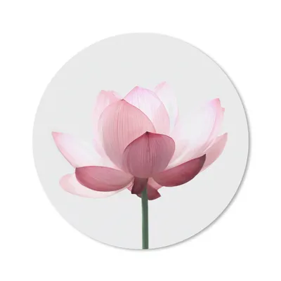 Produktbild von MuchoWow® Mauspad Mousepad Blumen - Rosa - Natur - Botanisch 50x50 cm - Mousepads - Maus Mat - Pad - Mausunterlage - Vinyl