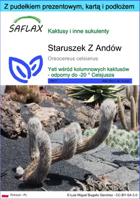 Zdjęcie produktu dla SAFLAX - Zestaw prezentowy - Staruszek Z Andów - 40 Nasiona - Z pudełkiem upominkowym, etykietą wysyłkową, kartą podarunkową i podłożem uprawowym - Oreocereus celsianus