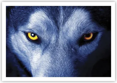 Produktbild von Poster - Poster ohne Rahmen - Schau der Wolf Augen - 100x70 cm - Wand Bild - Wanddeko - Wandbilder - Kunstposter - Wandposter - Bilder - Kunstdruck - Wanddekoration - Wandbild - P2XAA100x70-4587