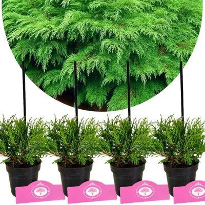 Obrázok produktu pre Sada 4 nepravých jalovcov (Microbiata decussata) - výška 15 cm - veľkosť kvetináča 9 cm