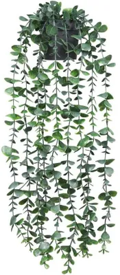 Produktbild von Kleine Eucalyptus Pflanze Grün Innen und Außen Dekoration