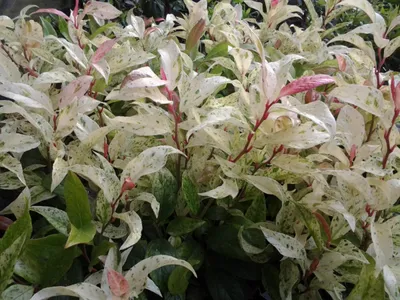 Produktbild von Leucothoe walteri Hokuspokus - Traubenheide - Traubenmyrte - 30-40cm