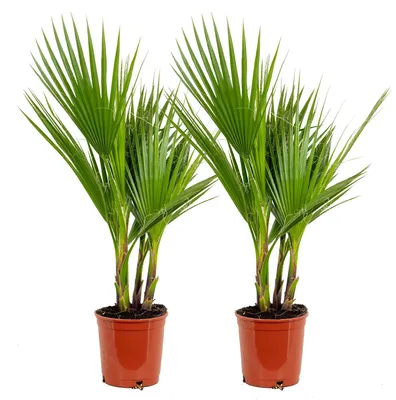 Image de Bloomique - Lot de 2 - Washingtonia Robusta - Palmier éventail mexicain - Palmier rustique - Plantes de jardin - Hauteur 60-80 cm - Pot 17 cm