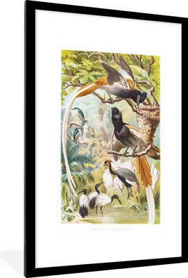 Produktbild von MuchoWow® MuchoWow® Gerahmtes Poster Antike Vogeldrucke Familie 60x90 cm - Poster mit zchwarzem Bilderrahmen - Dekoration - Wandposter Wohnzimmer - Hochwertig