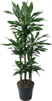 Produktbild von Everyplants Dracéna Janet Lind Kolotoč - 140 cm, Ø 31 cm