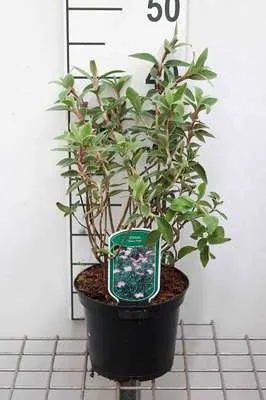 Immagine prodotto di Cistus monspeliensis - Zistrose C2 cm in contenitore